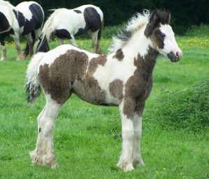 Click for larger image